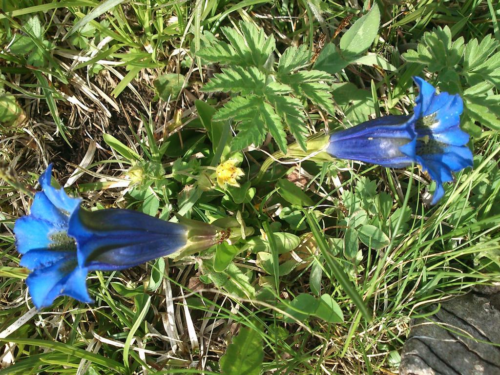 Perarolo di Cadore B&B La Genzianella מראה חיצוני תמונה
